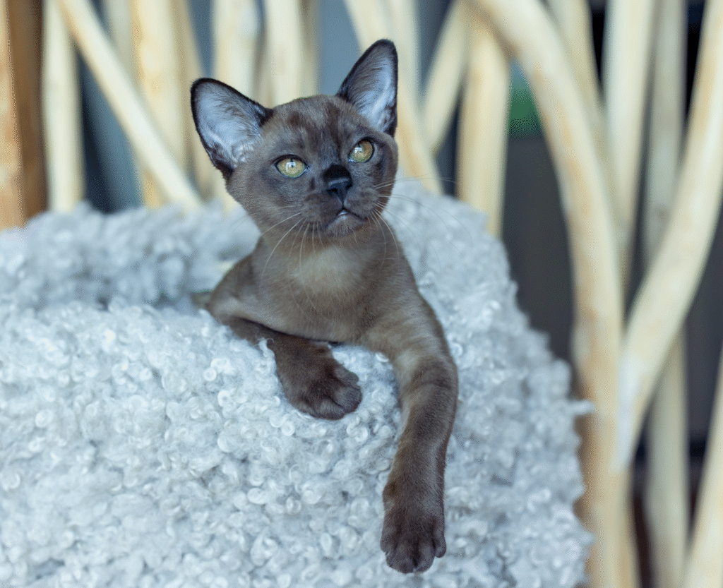 Are your kittens vaccinated?
